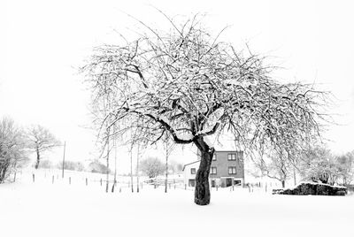 Snow covered tree and building against sky