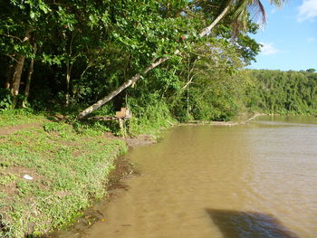 Scenic view of river amidst trees in forest