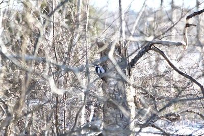Birds perching on bare trees during winter