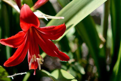 Close-up of day lily blooming outdoors