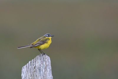 Bird perching on wooden post