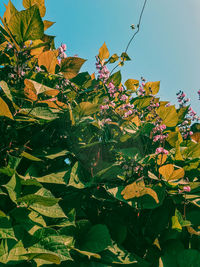 Low angle view of flowering plant against sky