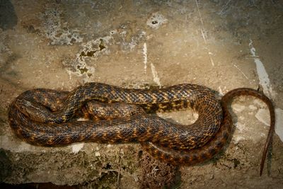 High angle view of snake on rock