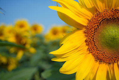 Close-up of yellow sunflower