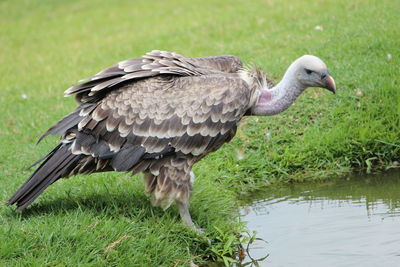 Side view of vulture perching on grassy field at lakeshore