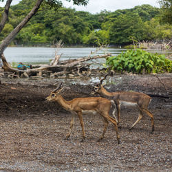 Deer in a field