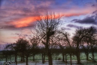 Bare trees against sky during sunset