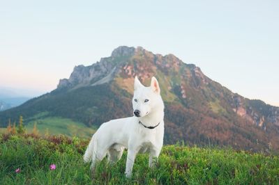 View of a dog on the field