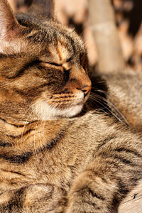 Close-up of cat sleeping