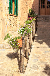 Flower plants against building