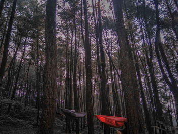 Panoramic view of trees in forest