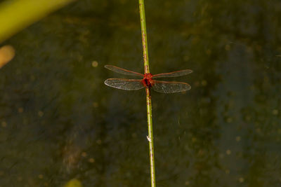 Close-up of dragonfly