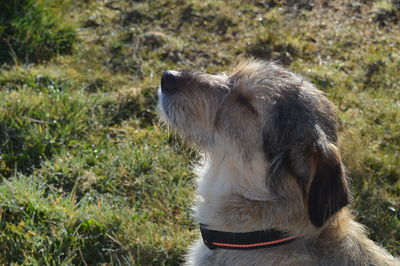 Close-up of dog looking away