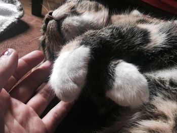 Cropped image of hand holding cat