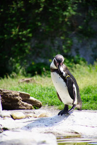 Penguin on rock