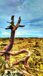 View of tree trunk against cloudy sky