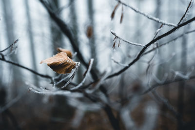 Close-up of dry leaves on branch during winter