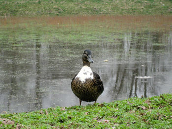 Duck on a lake