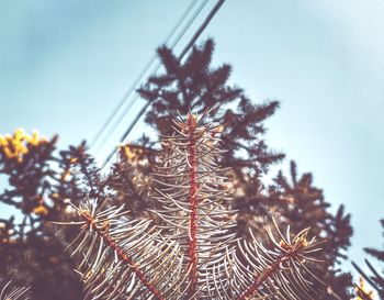 Low angle view of pine tree against sky