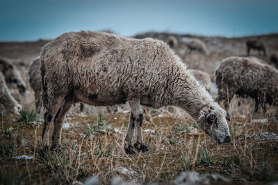 Sheep grazing in a field