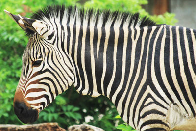 Close-up of a zebra