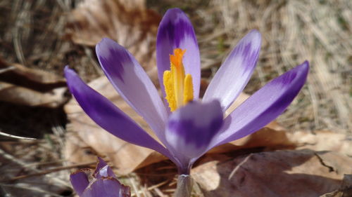 Close-up of purple crocus blooming on field