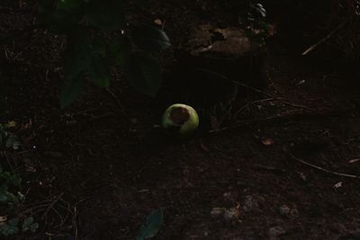 High angle view of bird on field