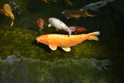 Close-up of koi fish in water