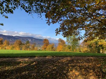 Trees on field against sky during autumn