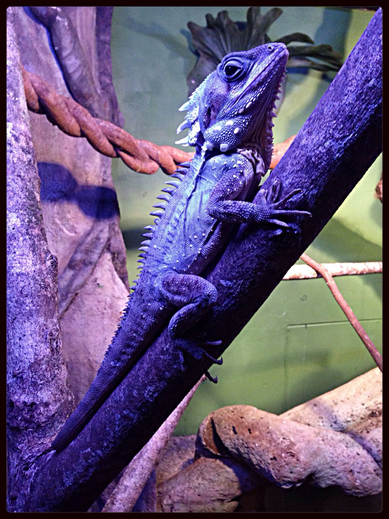 Discovery Station Daintree Rainforest