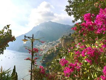 Flowering plants by trees against sky