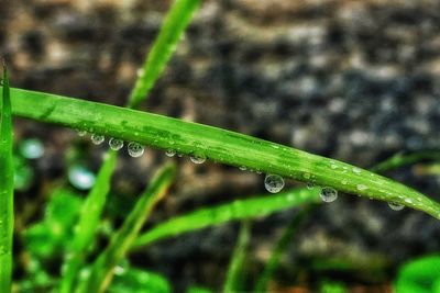 Close-up of wet plant during rainy season