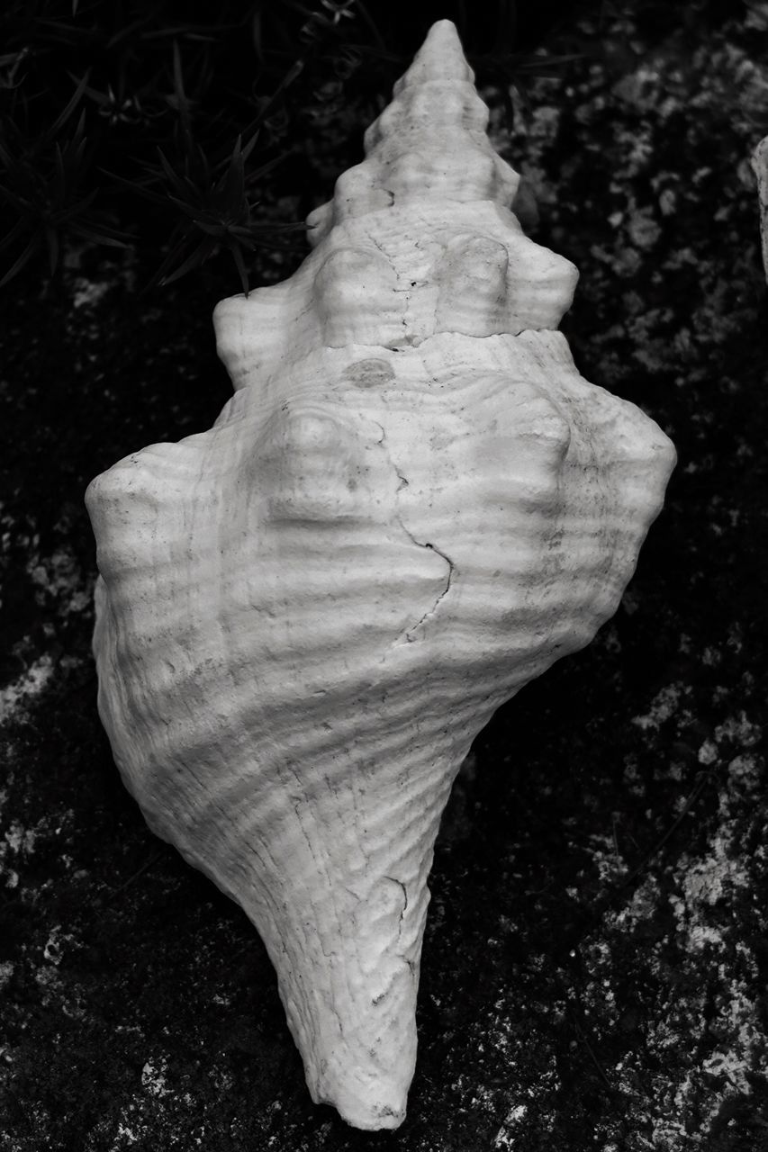 nature, no people, black and white, conch, close-up, white, land, animal, beauty in nature, animal wildlife, leaf, monochrome photography, plant, outdoors, animal themes, high angle view, day, pattern