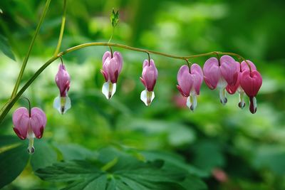 Close-up of pink flowering plants