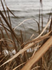 Close-up of dry grass on beach