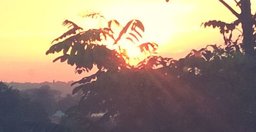 Silhouette tree against sky during sunset