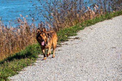 Dog running on road