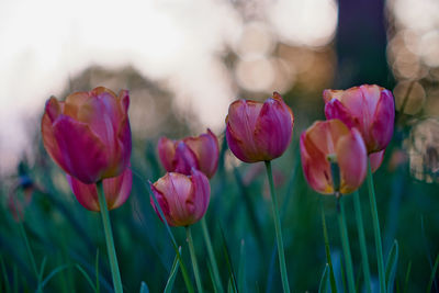Close-up of pink tulips on field
