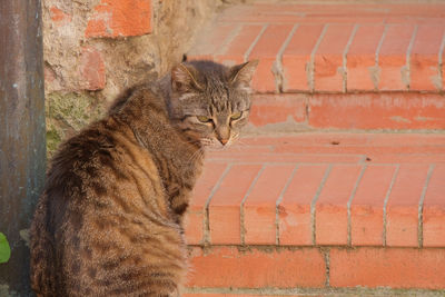 European shorthair cat on a wooden bench.