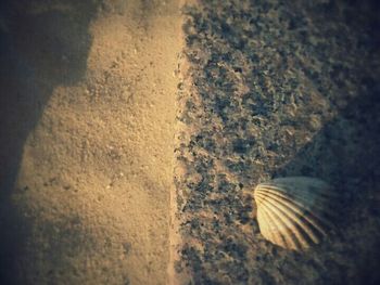 Close-up of seashells on table