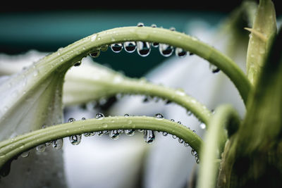 Close-up of wet leaves of plant during rain