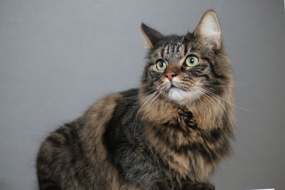 Portrait of a cat looking up