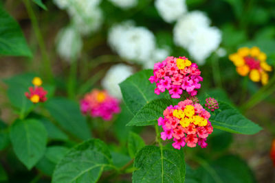 Close-up of pink flowering plant