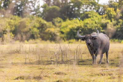 A buffalo on the field, udon thani, thailand.
