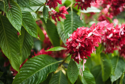 Close-up of red flowering plant