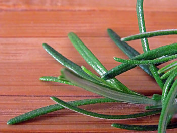 High angle view of succulent plant on table