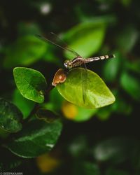 Close-up of butterfly on leaf