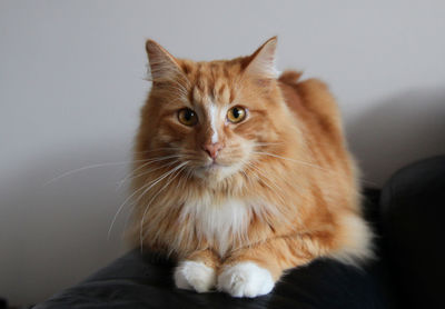 Portrait of cat sitting on sofa