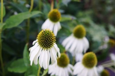 Close-up of coneflowers blooming outdoors