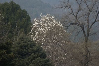 Trees in forest against sky